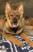 Kindergarten graduate Si , a male German Shepherd Dog for sale in Dayville, CT – 1 of 10
