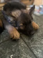 Slater , a male German Shepherd Dog for sale in Dayville, CT – 4 of 7