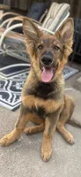 Kindergarten graduate Si , a male German Shepherd Dog for sale in Dayville, CT – 4 of 10
