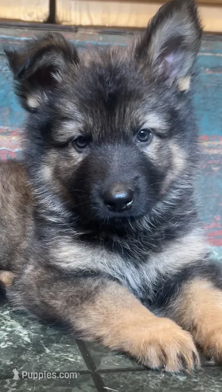 Winston – German Shepherd Dog puppy for sale in Dayville, CT