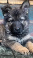 Winston, a male German Shepherd Dog for sale in Dayville, CT – 1 of 10