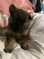 Ruby, a female German Shepherd Dog for sale in Dayville, CT – 4 of 4