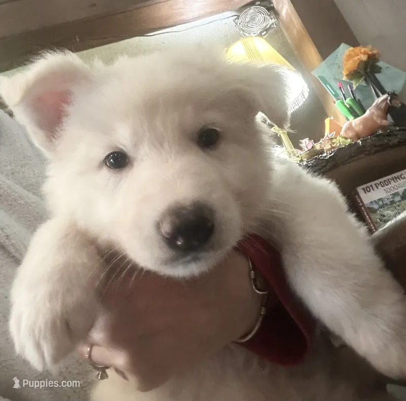 Kronos  – German Shepherd Dog puppy for sale in Dayville, CT