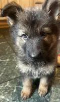 Winston, a male German Shepherd Dog for sale in Dayville, CT – 7 of 10
