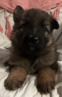 Ruby, a female German Shepherd Dog for sale in Dayville, CT – 2 of 4