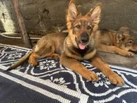 Kindergarten graduate Si , a male German Shepherd Dog for sale in Dayville, CT – 8 of 10