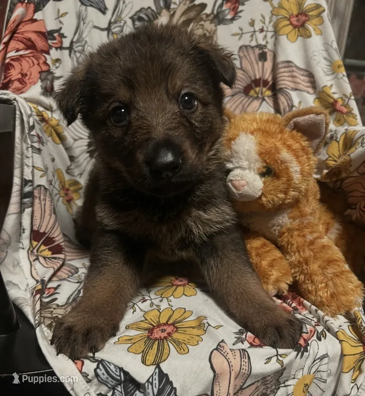 Sanora  – German Shepherd Dog puppy for sale in Dayville, CT