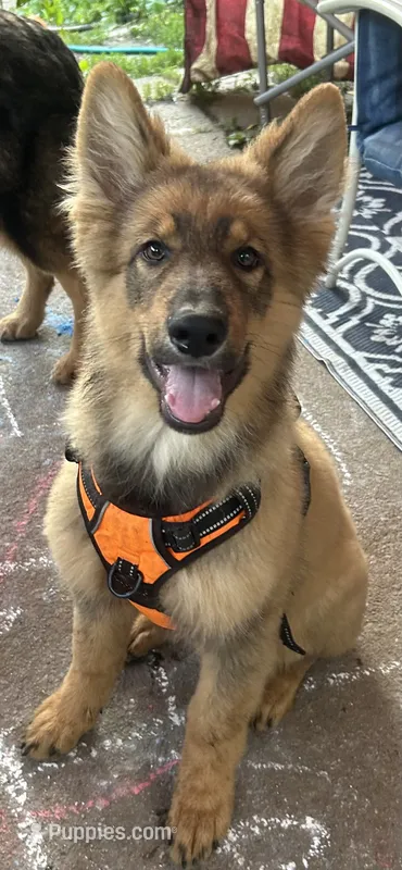 In Training  – German Shepherd Dog puppy for sale in Dayville, CT