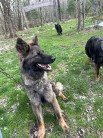 Raven- basic obed*, a female German Shepherd Dog for sale in Dayville, CT – 5 of 5
