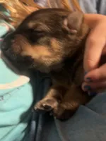 Kato , a male German Shepherd Dog for sale in Dayville, CT – 2 of 8