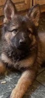 Winston, a male German Shepherd Dog for sale in Dayville, CT – 10 of 10