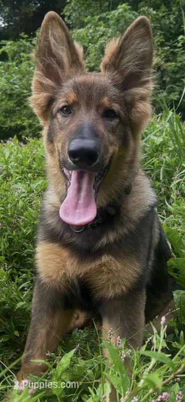 Kindergarten graduate Si  – German Shepherd Dog puppy for sale in Dayville, CT
