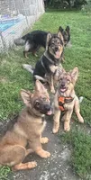 In Training , a male German Shepherd Dog for sale in Dayville, CT – 5 of 8