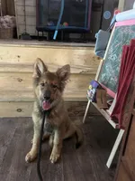 In Training , a male German Shepherd Dog for sale in Dayville, CT – 7 of 8