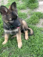 Mona(rch) , a female German Shepherd Dog for sale in Dayville, CT – 4 of 4