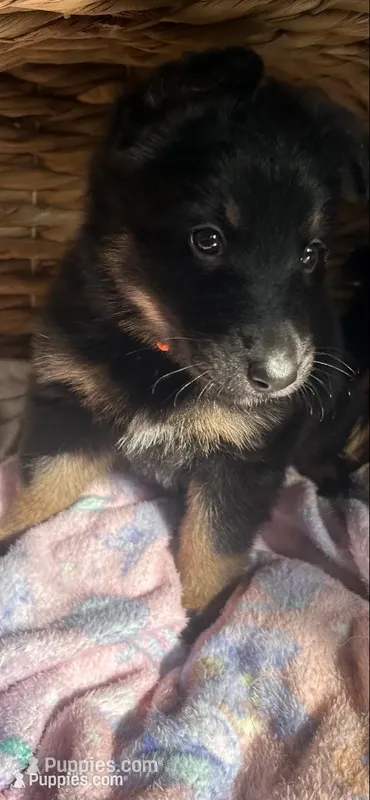 Zora – German Shepherd Dog puppy for sale in Dayville, CT