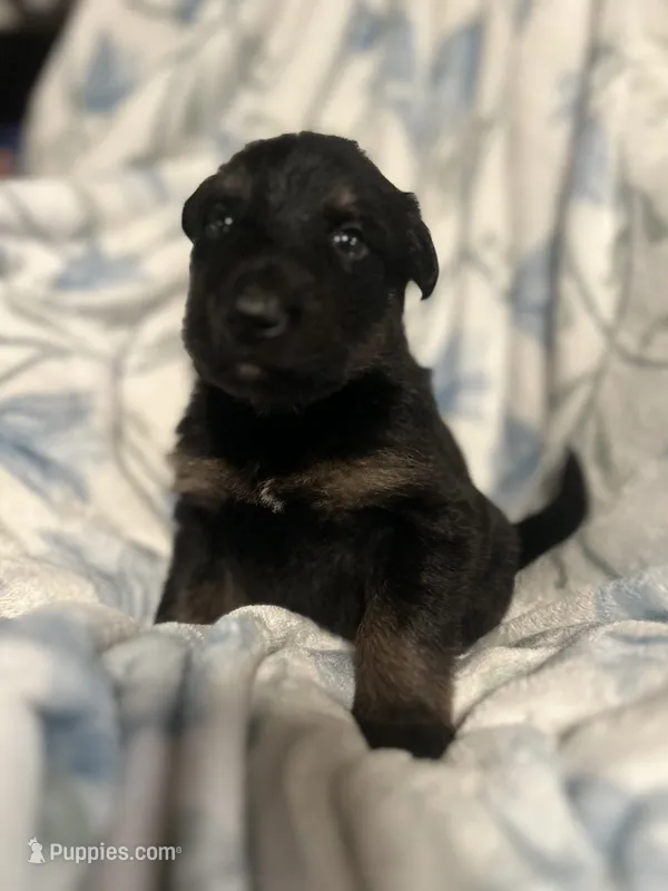 Zora – German Shepherd Dog puppy for sale in Dayville, CT