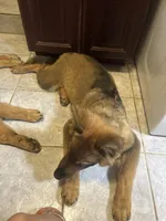 Kindergarten graduate Si , a male German Shepherd Dog for sale in Dayville, CT – 9 of 10