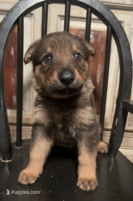Kato  – German Shepherd Dog puppy for sale in Dayville, CT