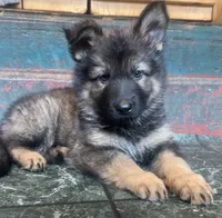 Winston, a male German Shepherd Dog for sale in Dayville, CT – 8 of 10
