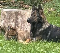 Sanora , a female German Shepherd Dog for sale in Dayville, CT – 2 of 9