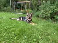 Sanora , a female German Shepherd Dog for sale in Dayville, CT – 9 of 9