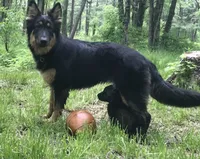 Merica, a female German Shepherd Dog for sale in Dayville, CT – 5 of 10