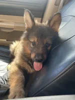 Brahm , a male German Shepherd Dog for sale in Dayville, CT – 3 of 10