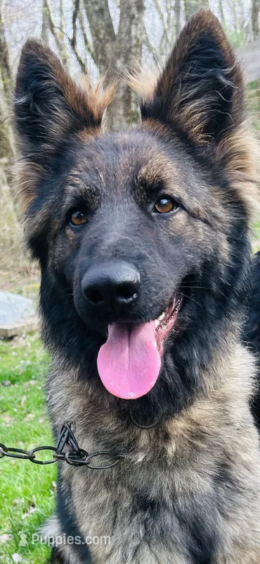 Raven- basic obed* – German Shepherd Dog puppy for sale in Dayville, CT