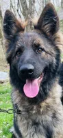 Raven- basic obed*, a female German Shepherd Dog for sale in Dayville, CT – 4 of 5