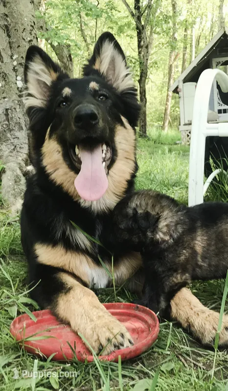 Merica – German Shepherd Dog puppy for sale in Dayville, CT