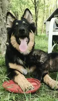 Merica, a female German Shepherd Dog for sale in Dayville, CT – 9 of 10