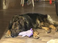 Sanora , a female German Shepherd Dog for sale in Dayville, CT – 6 of 9