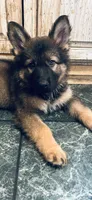 Winston, a male German Shepherd Dog for sale in Dayville, CT – 9 of 10