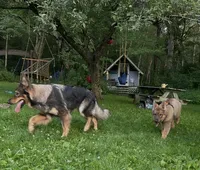 Kronos , a male German Shepherd Dog for sale in Dayville, CT – 5 of 10
