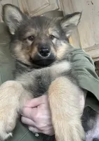 Brahm , a male German Shepherd Dog for sale in Dayville, CT – 10 of 10