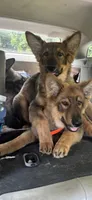 Kindergarten graduate Si , a male German Shepherd Dog for sale in Dayville, CT – 6 of 10