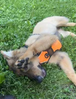 In Training , a male German Shepherd Dog for sale in Dayville, CT – 6 of 8