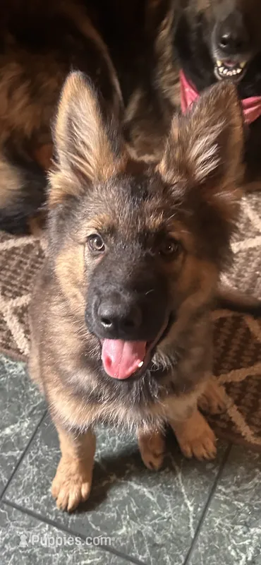 Winston – German Shepherd Dog puppy for sale in Dayville, CT