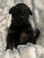 Zora, a female German Shepherd Dog for sale in Dayville, CT – 8 of 9