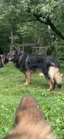 Kronos , a male German Shepherd Dog for sale in Dayville, CT – 9 of 10