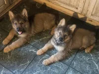 Brahm , a male German Shepherd Dog for sale in Dayville, CT – 6 of 10