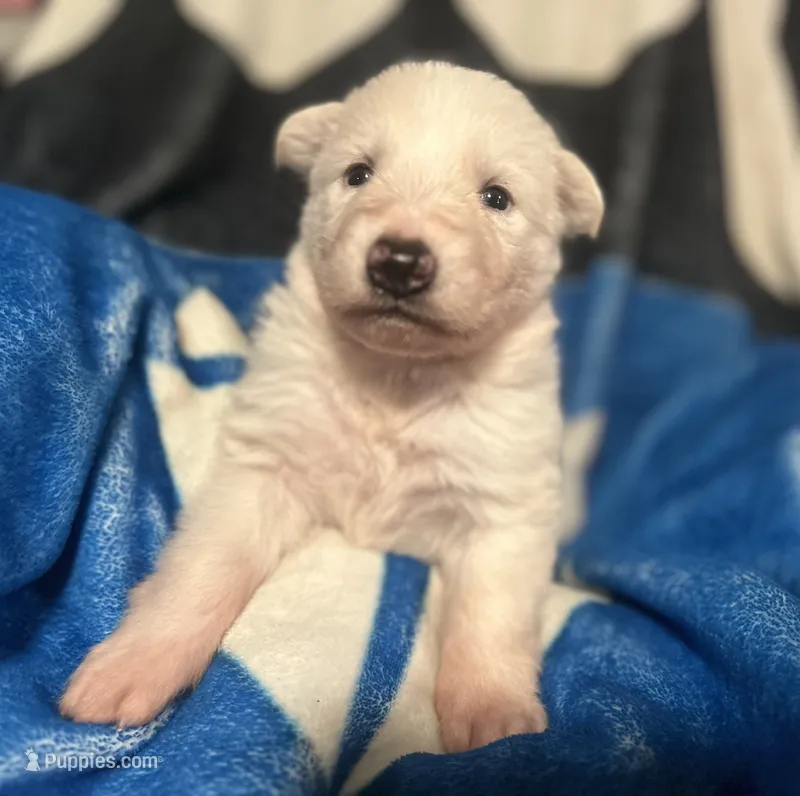 Kronos  – German Shepherd Dog puppy for sale in Dayville, CT
