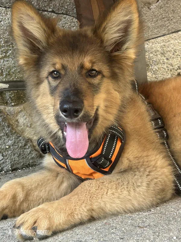 In training- Wolf Mask  – German Shepherd Dog puppy for sale in Dayville, CT