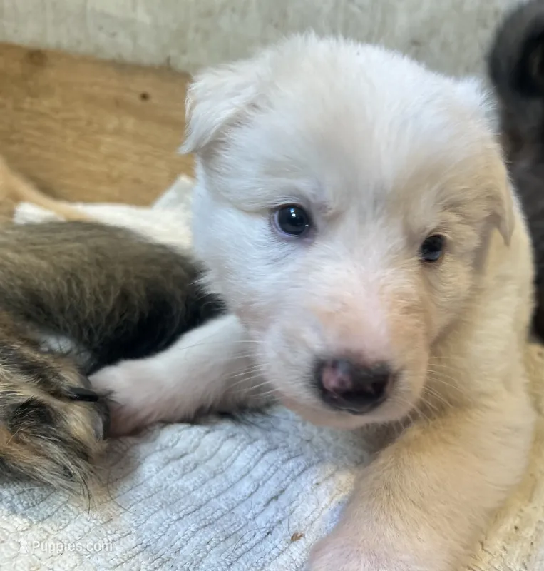 Kronos  – German Shepherd Dog puppy for sale in Dayville, CT