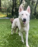 Kronos , a male German Shepherd Dog for sale in Dayville, CT – 2 of 10