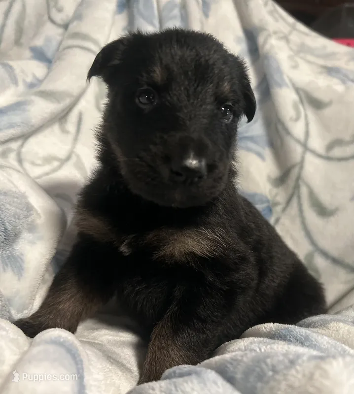 Zora – German Shepherd Dog puppy for sale in Dayville, CT