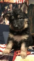 Merica, a female German Shepherd Dog for sale in Dayville, CT – 10 of 10