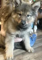 Brahm , a male German Shepherd Dog for sale in Dayville, CT – 9 of 10
