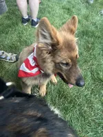 In Training , a male German Shepherd Dog for sale in Dayville, CT – 4 of 8